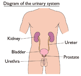 urinary-system